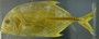 Caranx bucculentus FMNH 59470 lateral